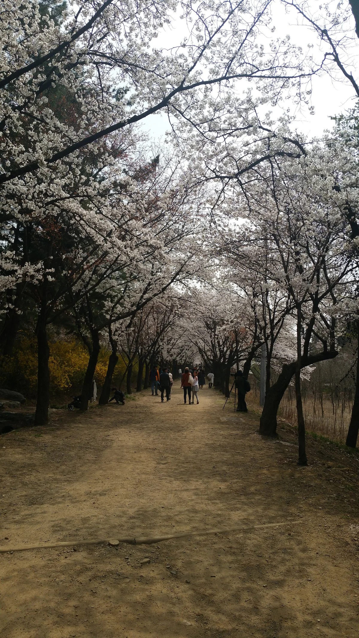 Yeungnam University Love Road