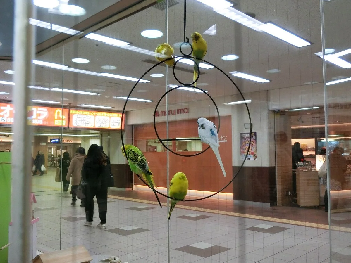 The Little Bird Square