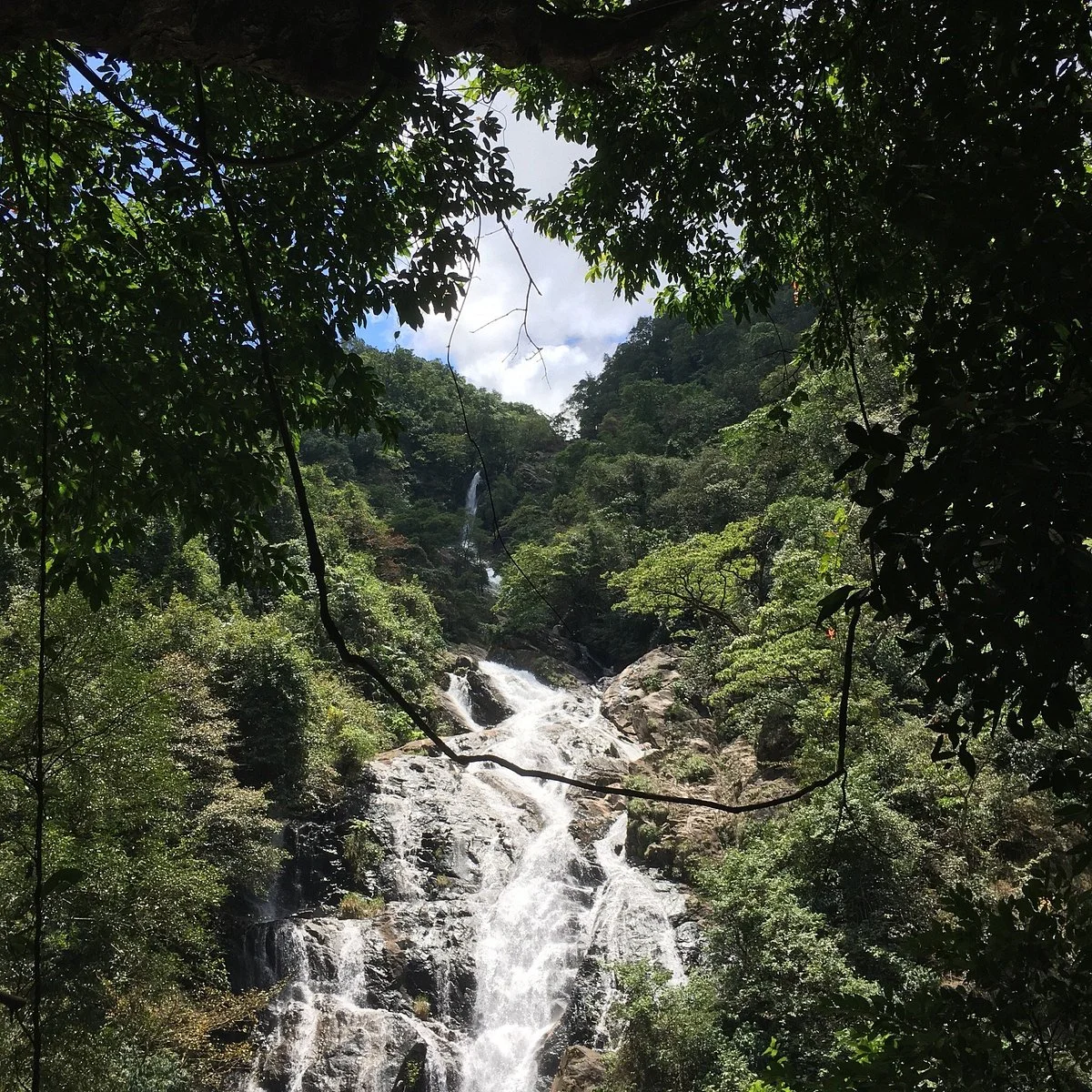 Dudhsagar Plantation