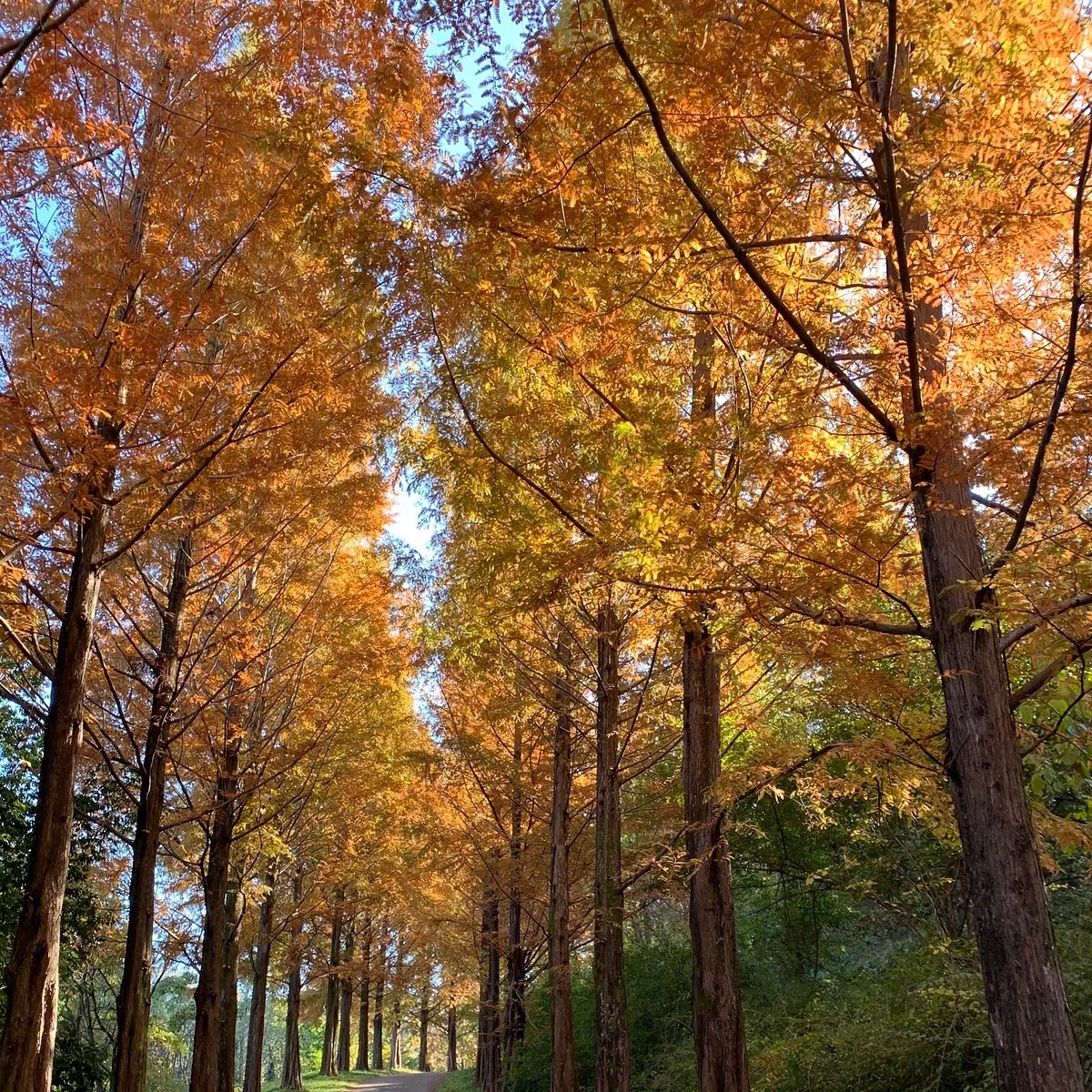 Gyeongsangnamdo Arboretum