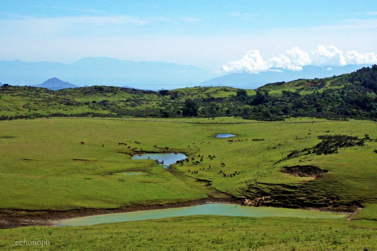 Fulan Fehan Savanna