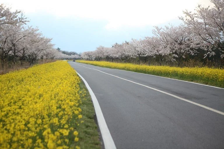 Noksan-ro Canola Flower Road