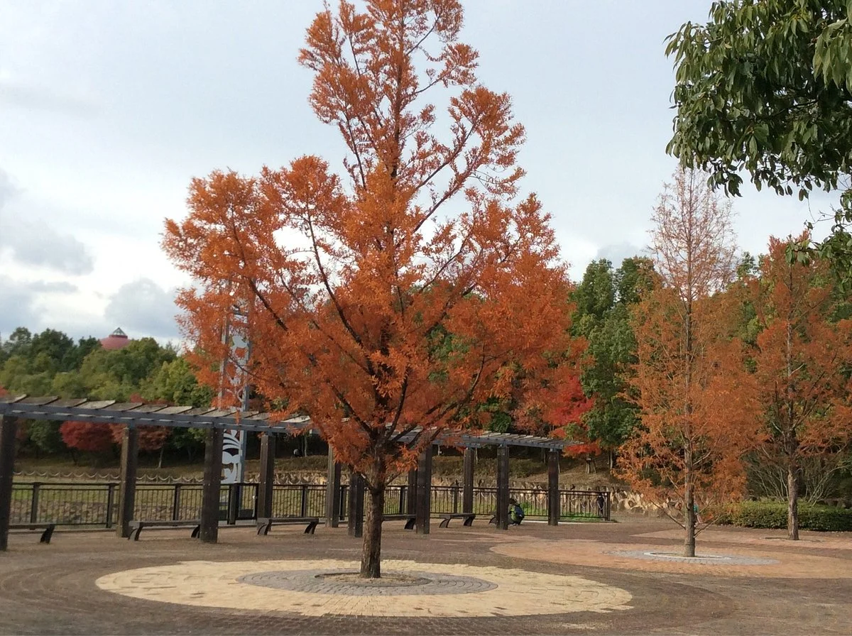 Toon Park