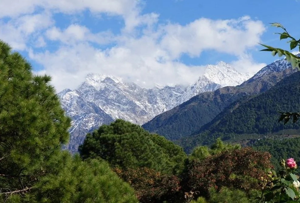 Palampur Tea Gardens