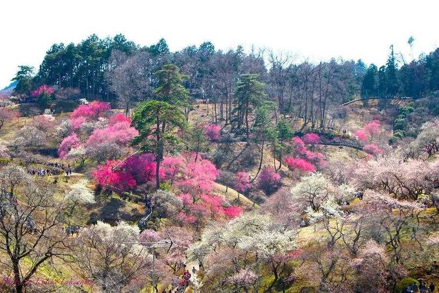 Ome City Ume Park