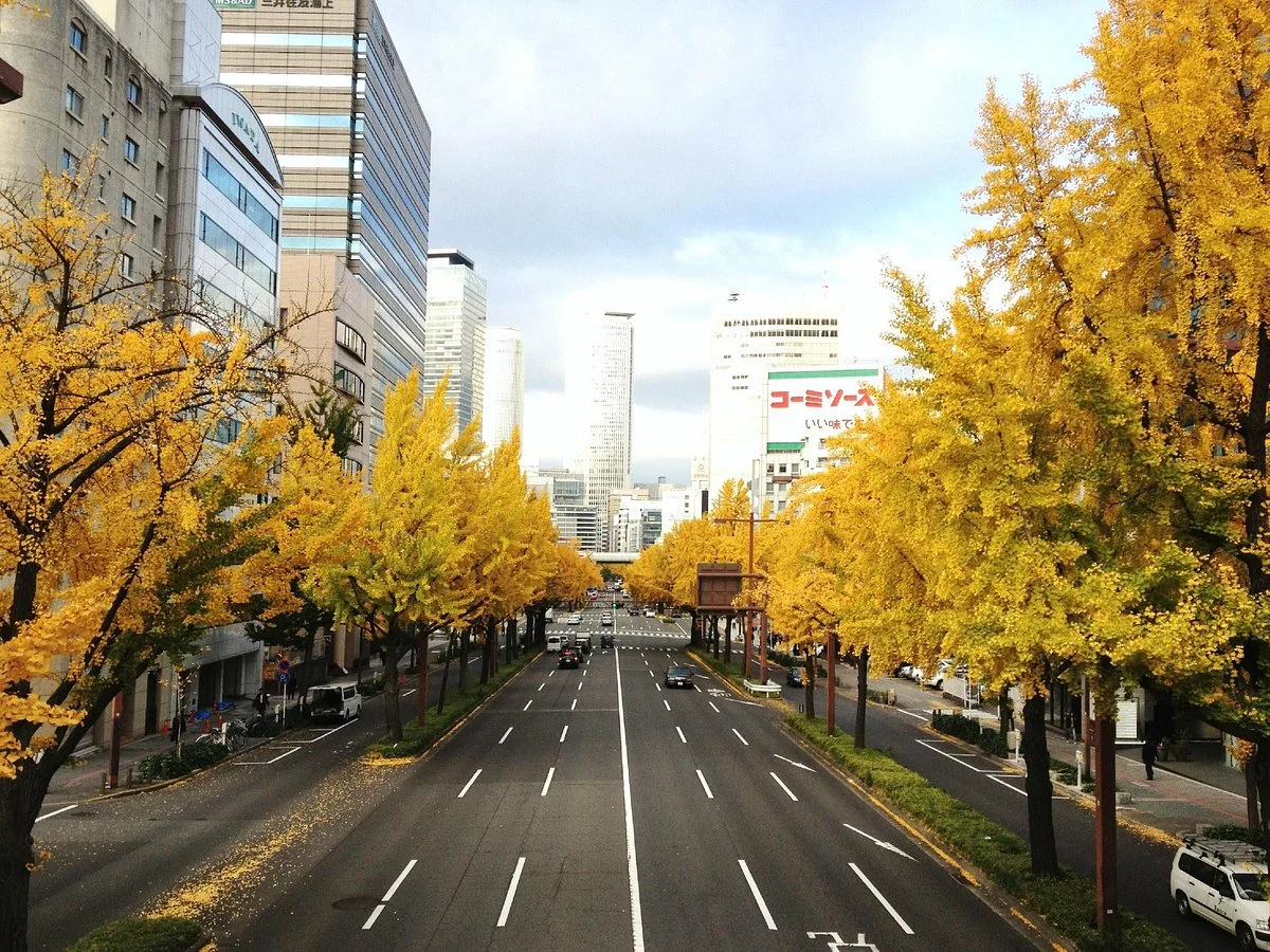 Sakura Avenue Lined with Ginkgo Tree