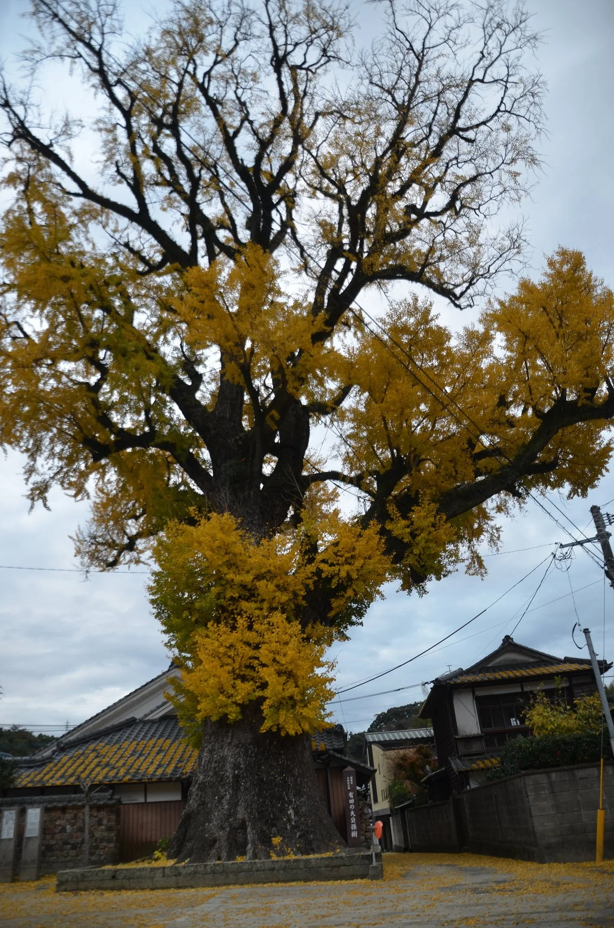 Izumiyama Large Ginkgo Tree