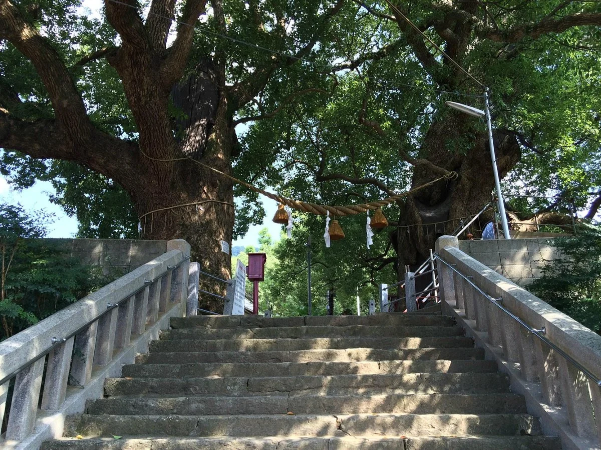 Exposed Camphor Tree