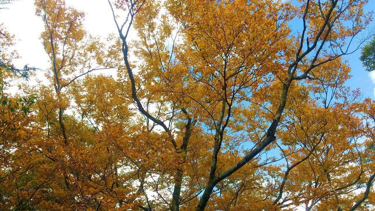 Taiwan Beech National Trail