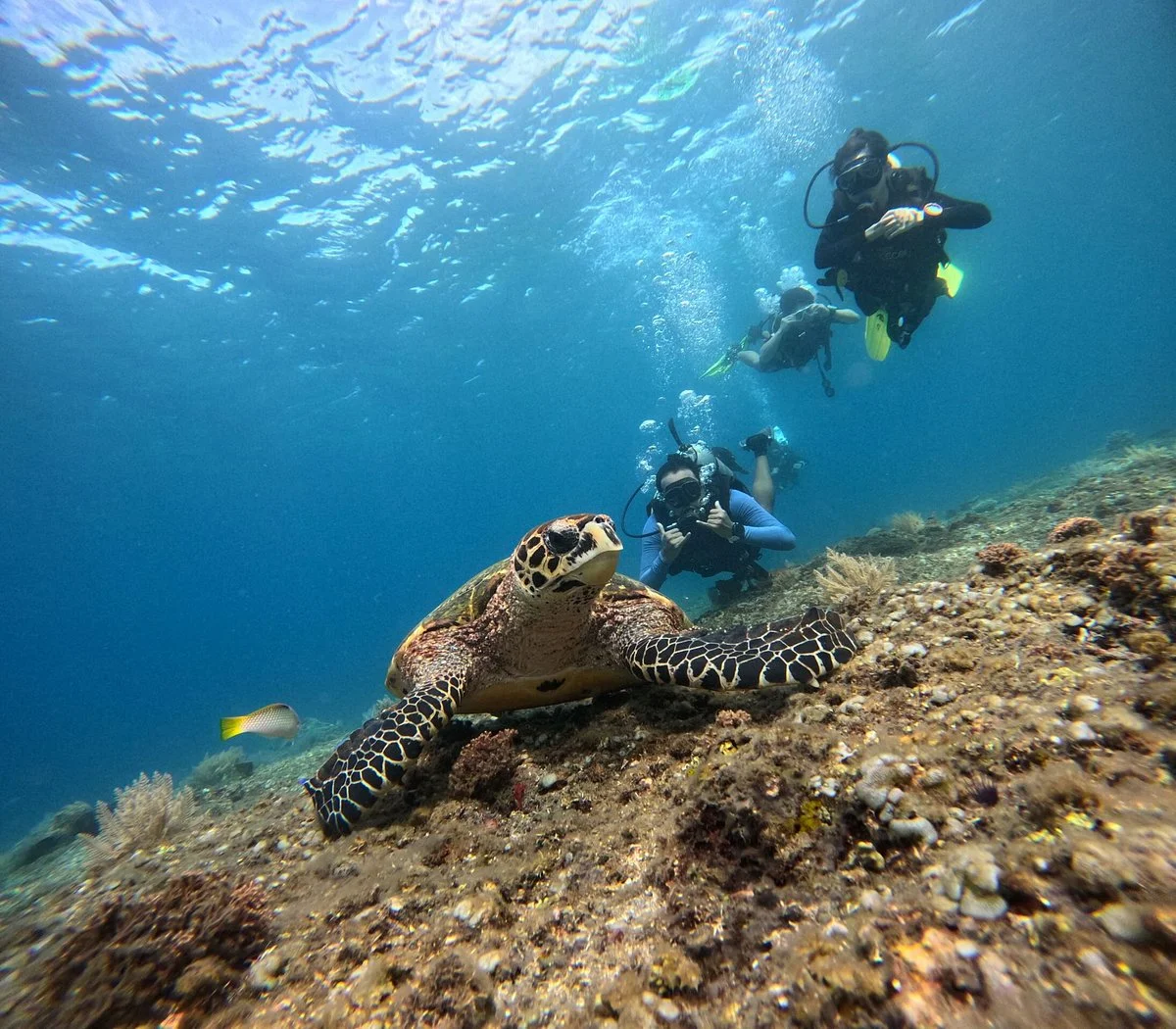 Adventure Divers Bali