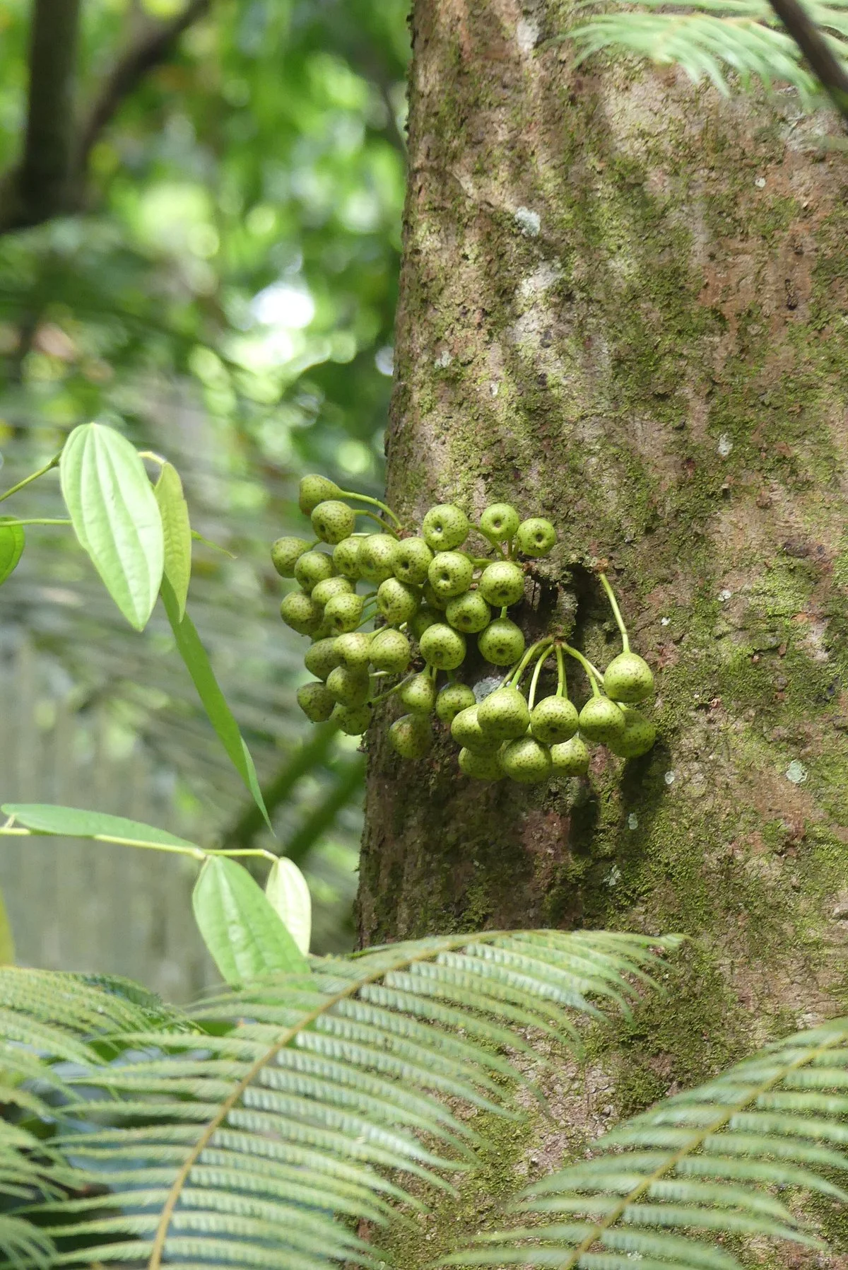 Taiping Botanical Garden