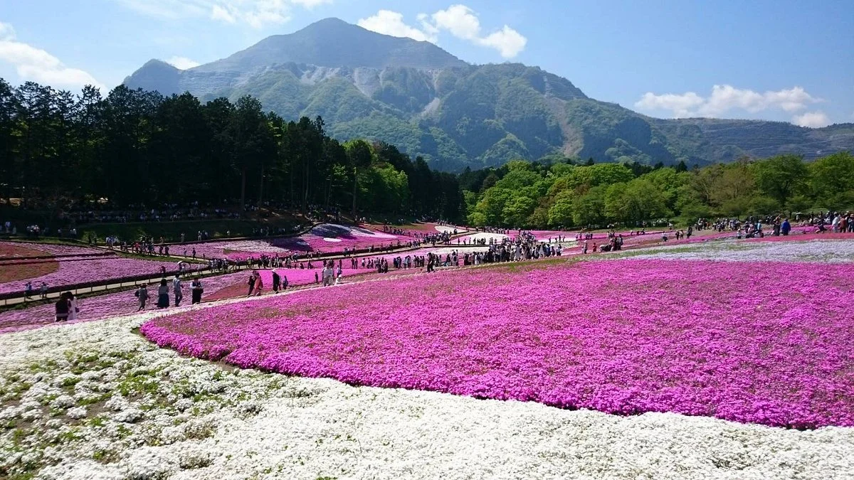Shibazakura Matsuri