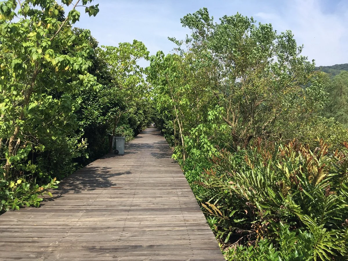 Qi'ao Mangrove Forest of Zhuhai