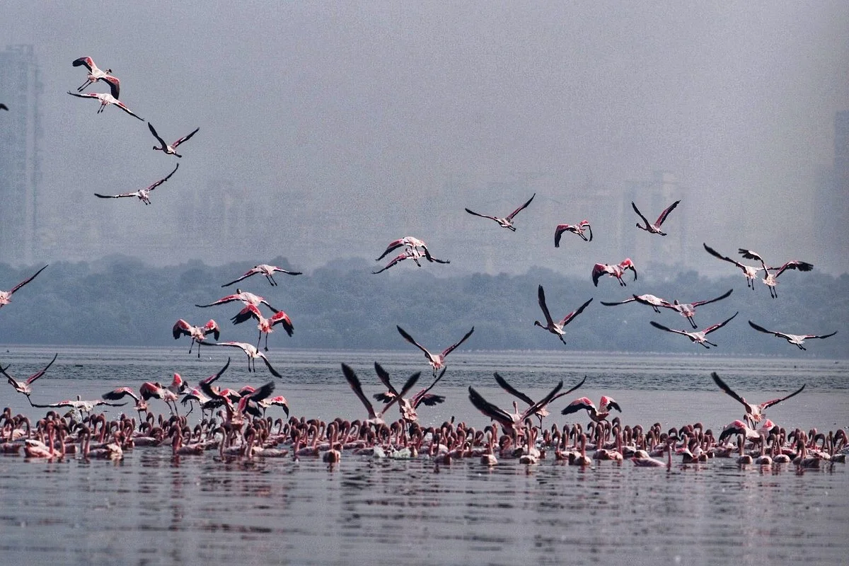 Thane Creek Flamingo Sanctuary