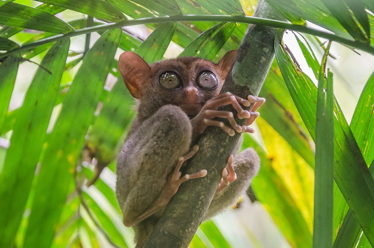 Tarsier Conservation Area