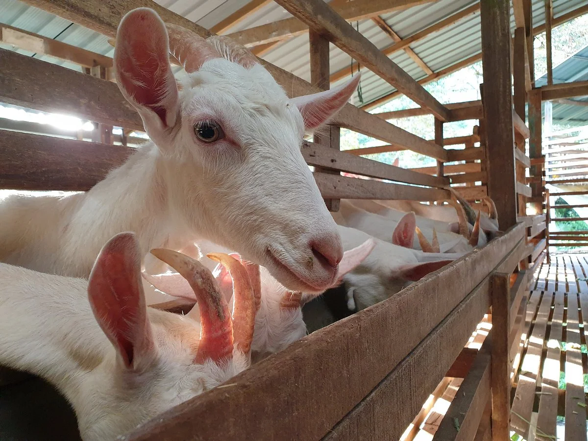 Saanen Dairy Goat Farm