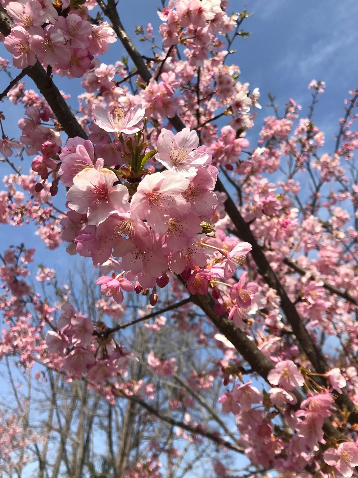 Sakura Farm