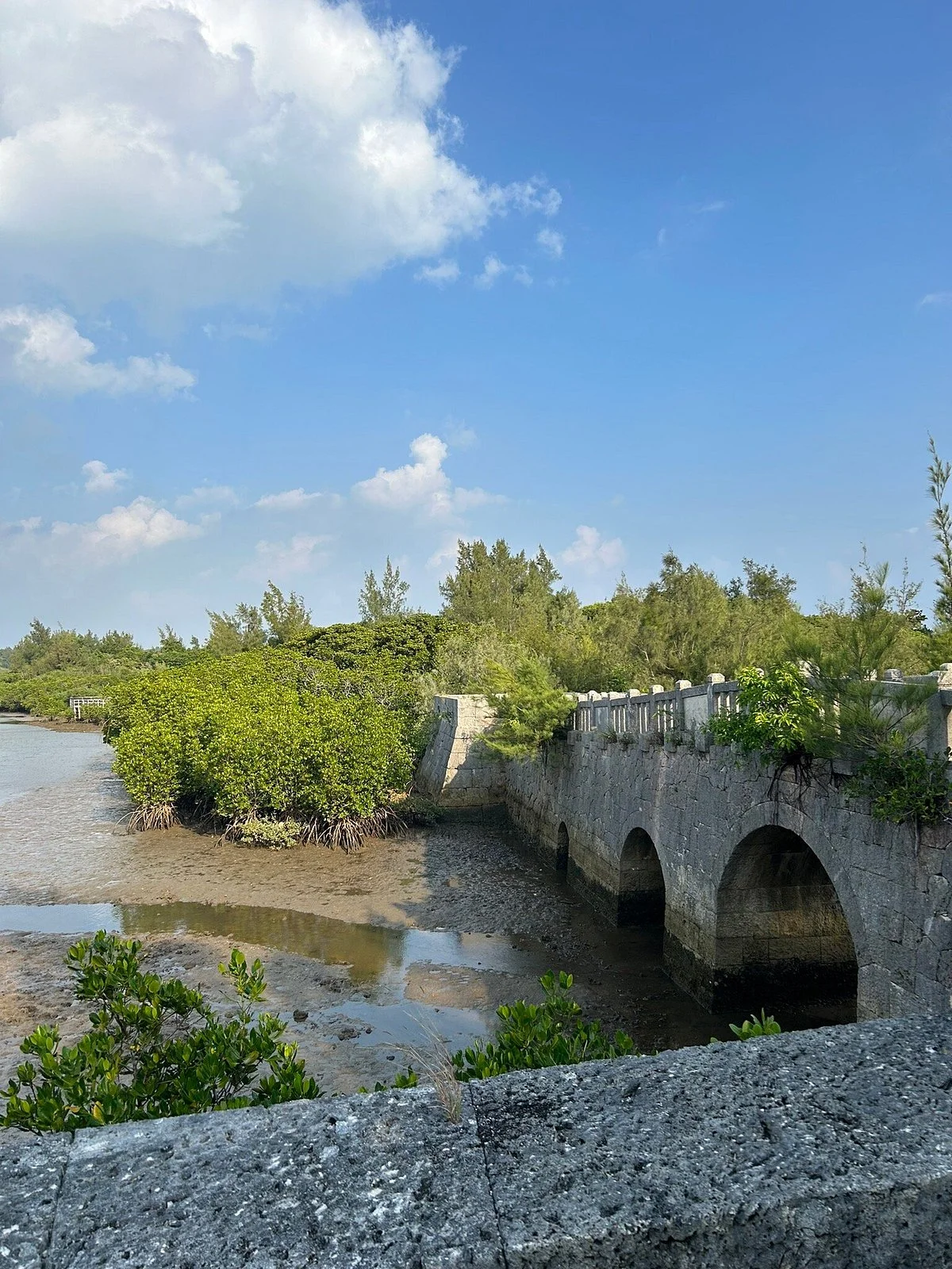 Shimajiri Mangrove Forests