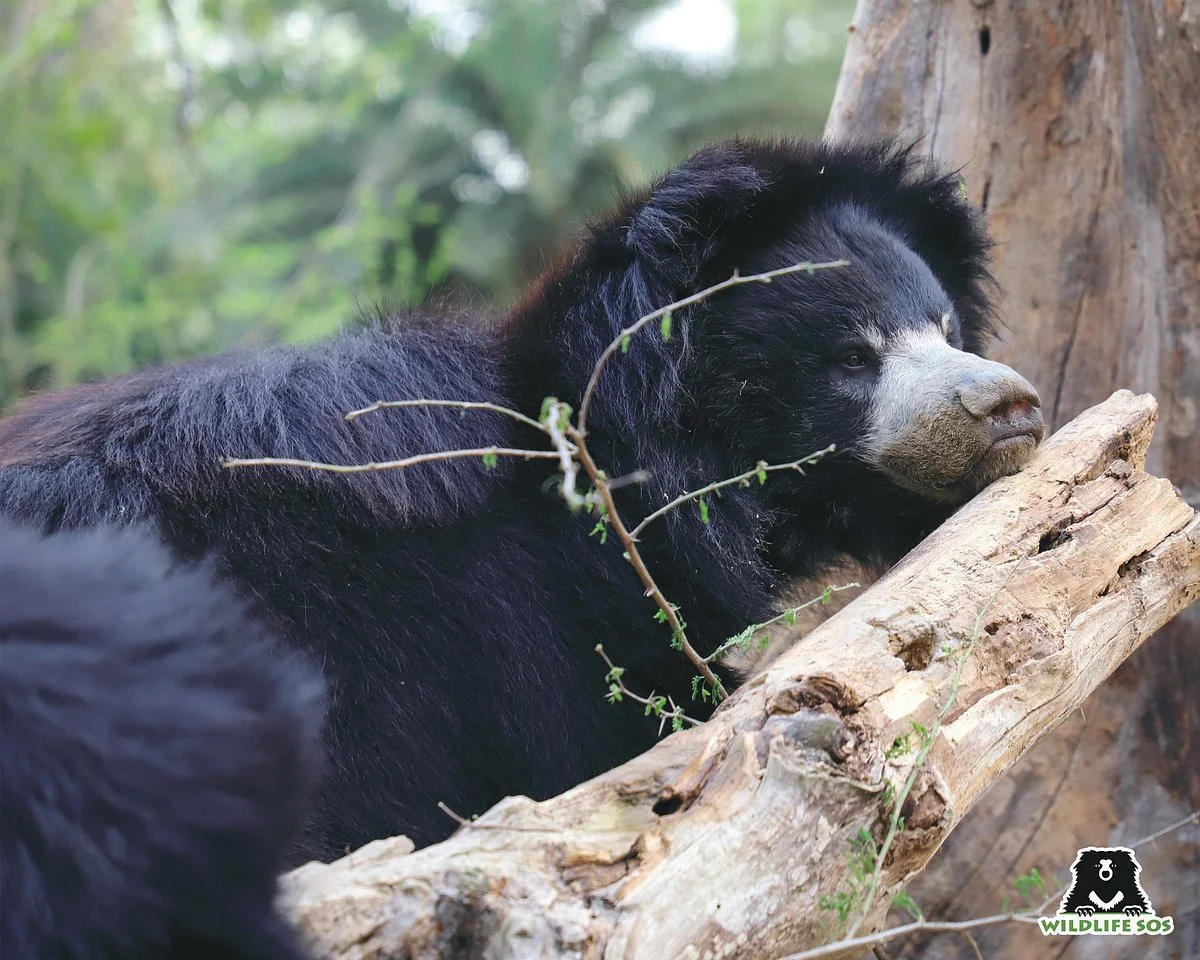 Wildlife SOS