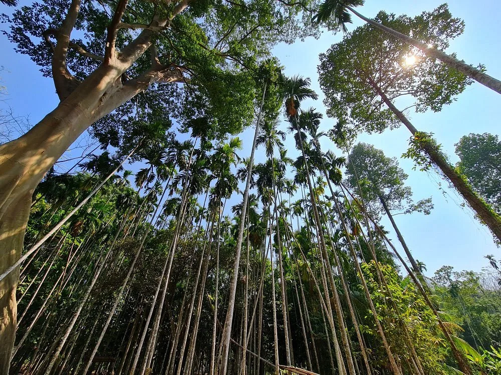 Big Tree