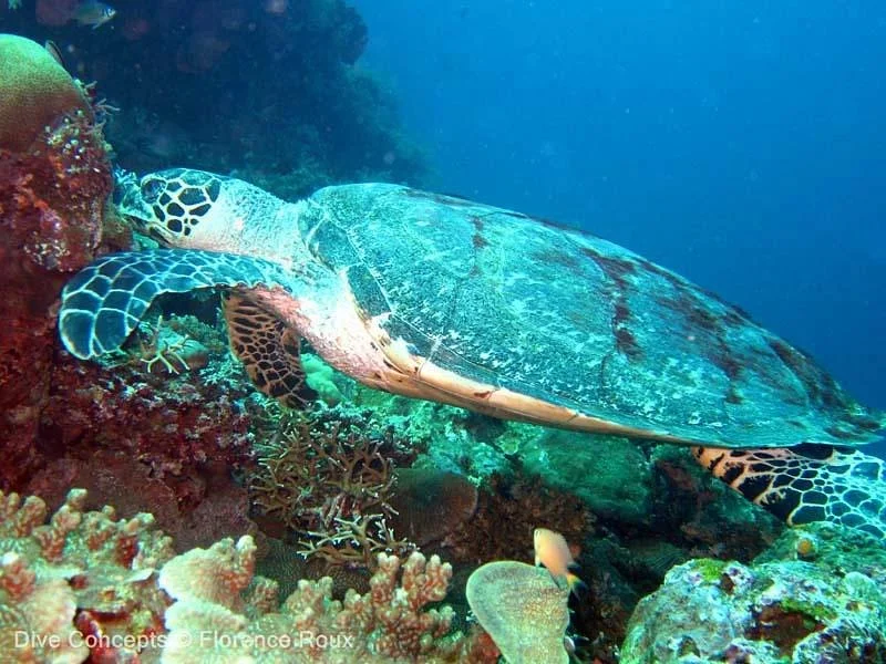 Dive Concepts