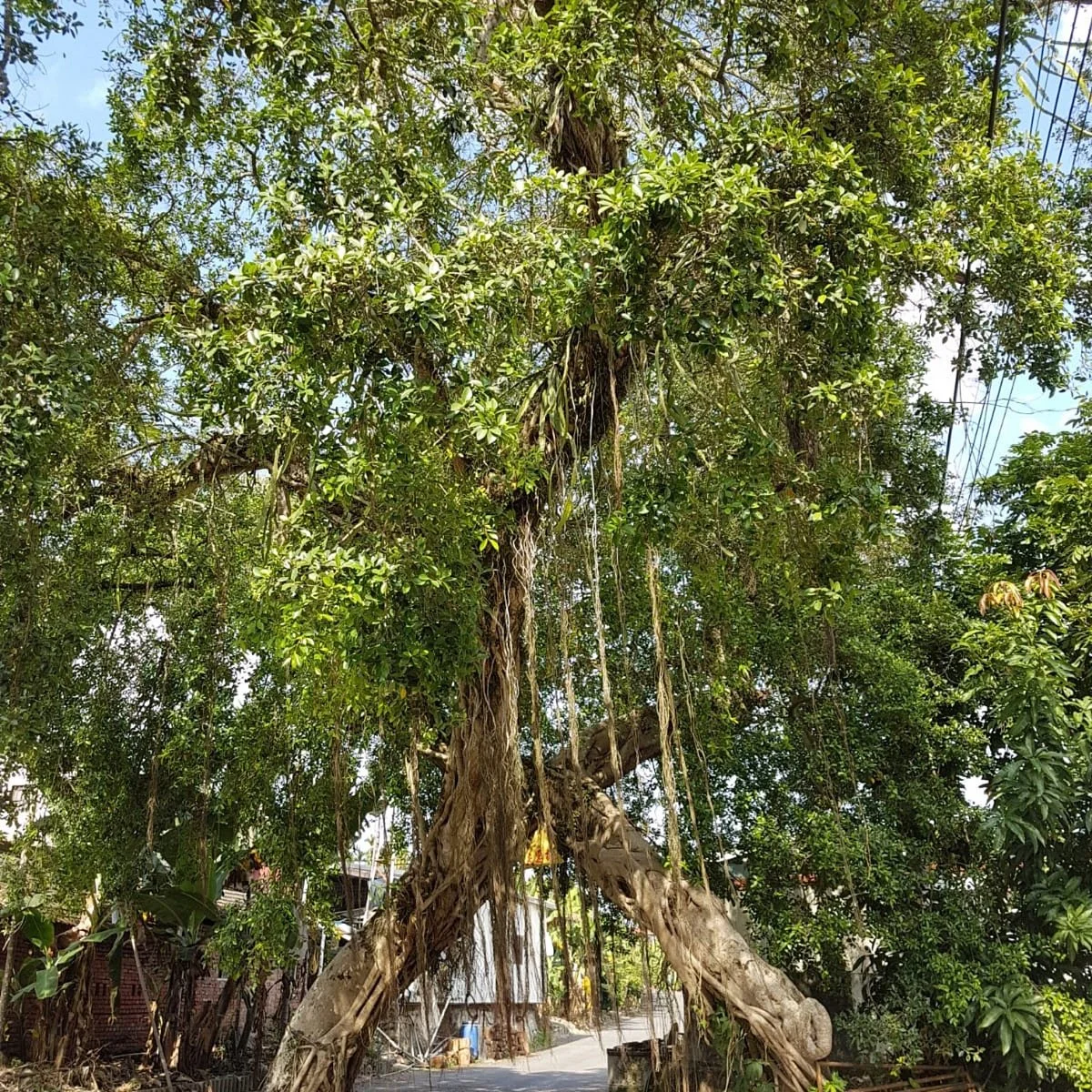 Century Couple Tree