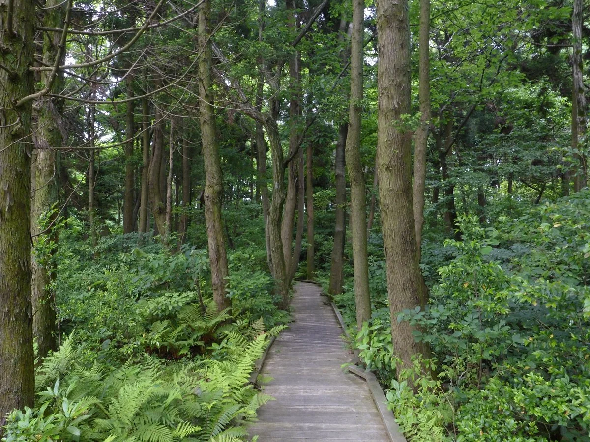 Sugisawa no Sawasugi
