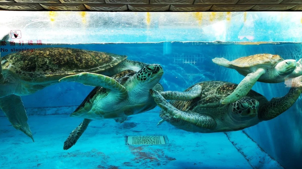 Nanning Zoo
