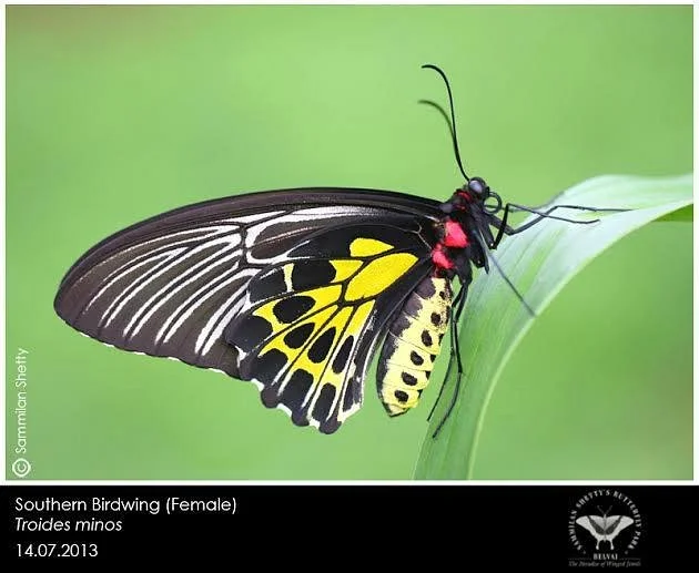 Sammilan Shetty’s Butterfly Park