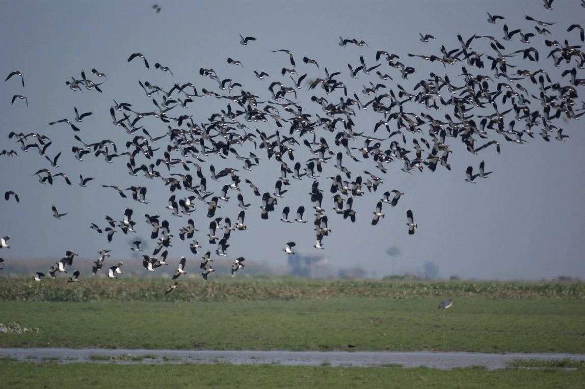 Pani Dihing Wildlife Sanctuary
