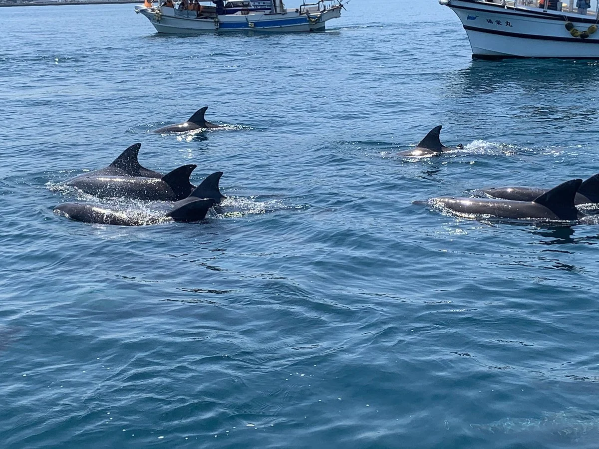 Michi no Eki Amakusa Dolphin Center