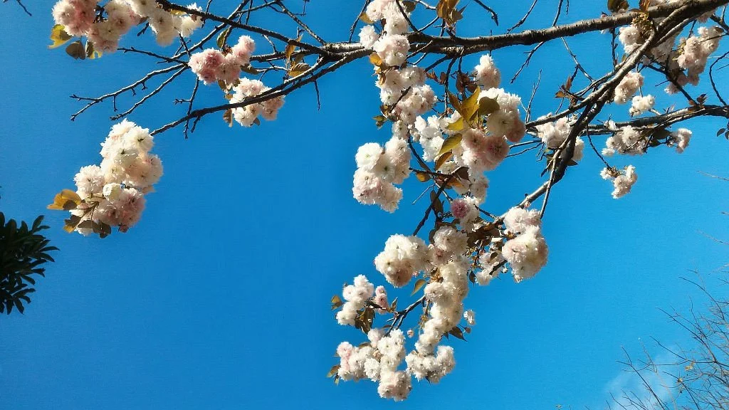 Tianshi Cherry Park