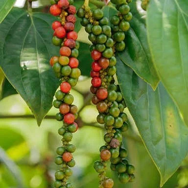 Banasura Spices Garden