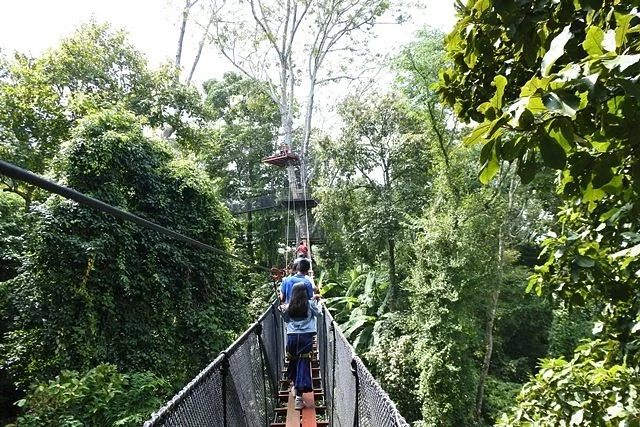 Doi Tung Tree Top Walk