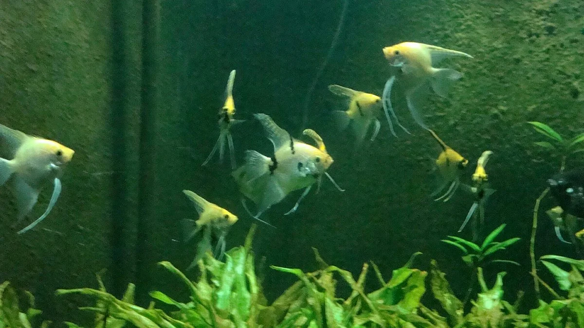 Bagh-e Bahu Aquarium
