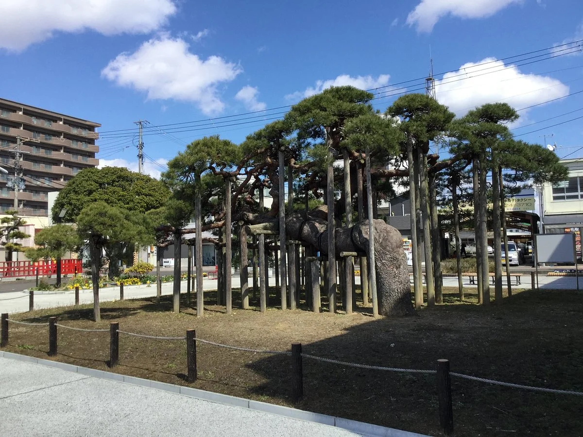 Kinugasa no Matsu