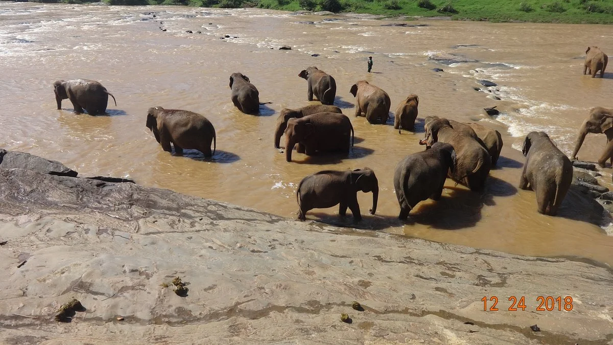 Pinnawala Zoo