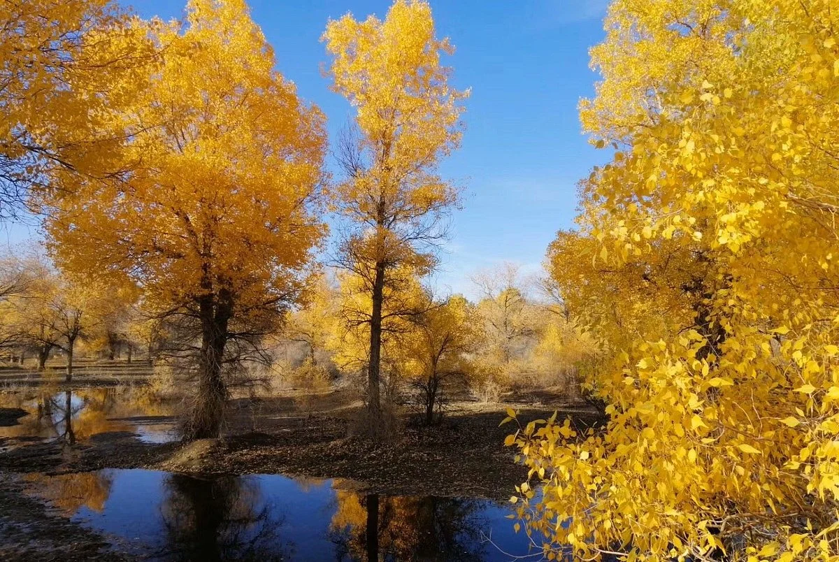 National Nature Reserve of Populus