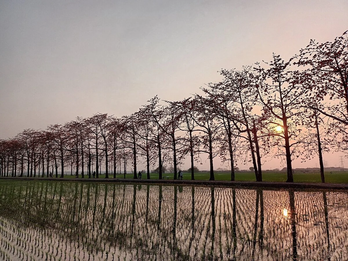 Kapok Road