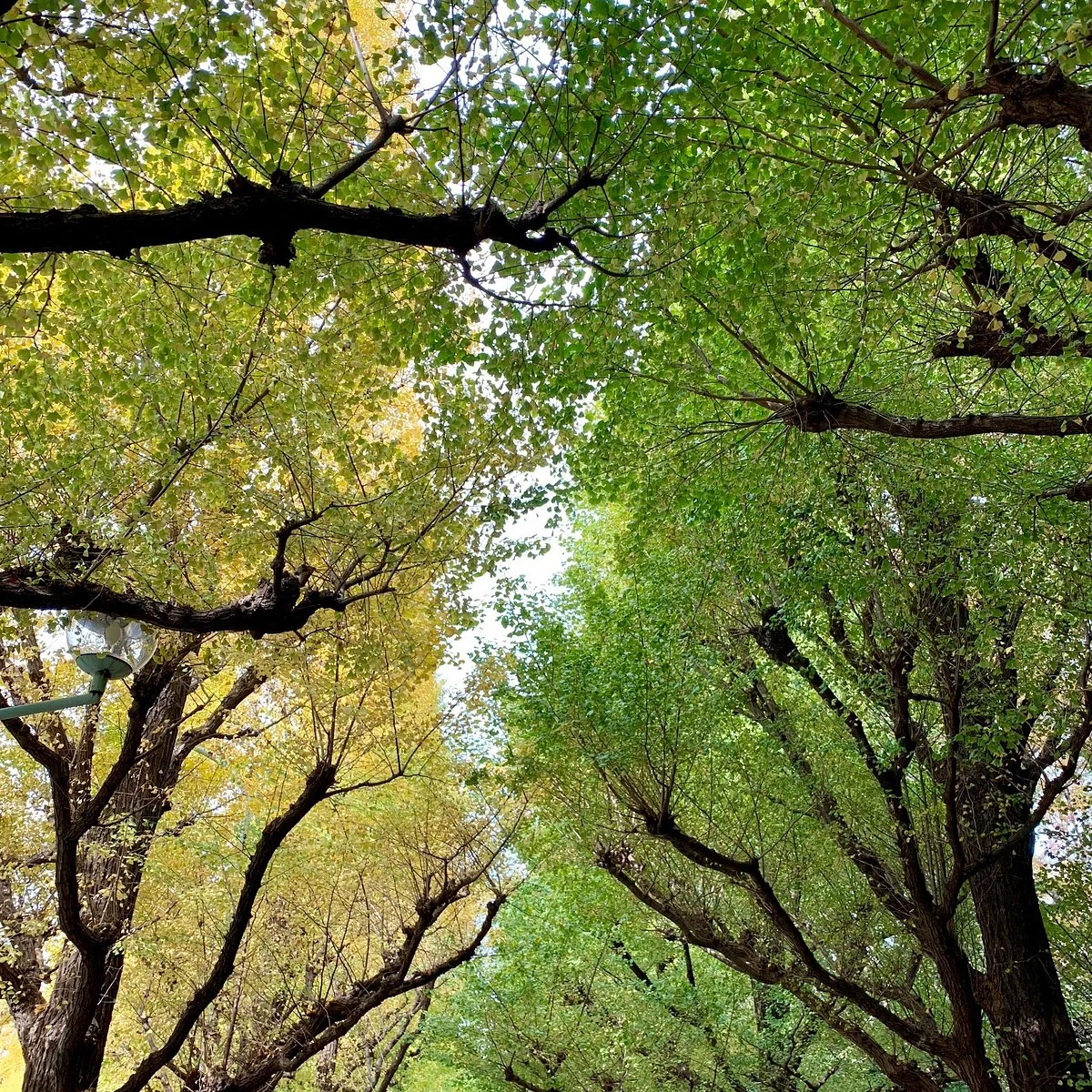 Jingu Gaien Ginkgo Tree-lined Street