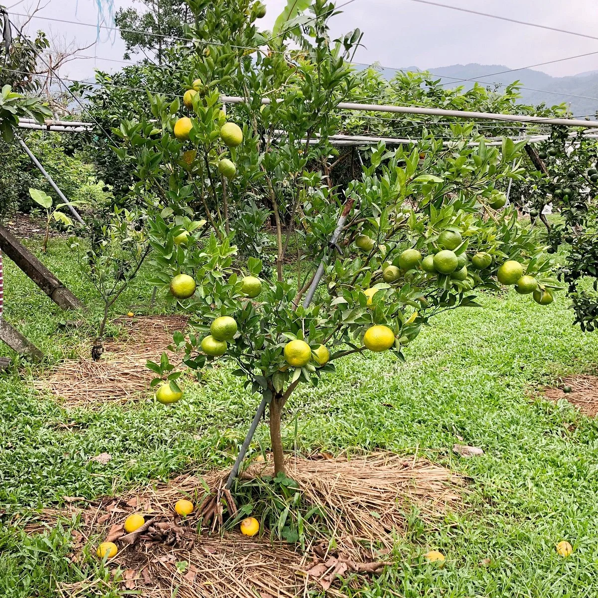 Jin Pu Pear Farm