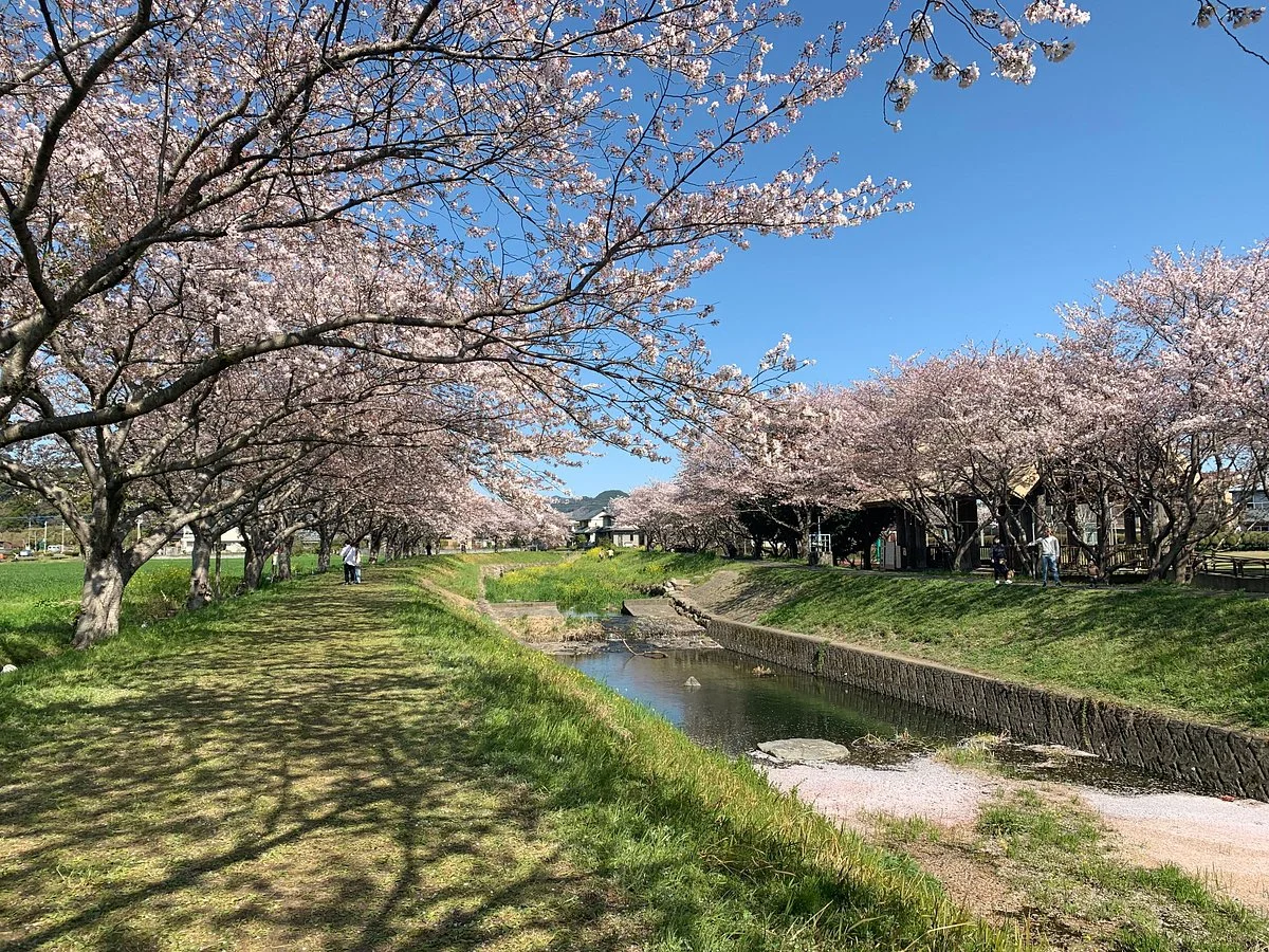 Sakura Trees along Kusaba River