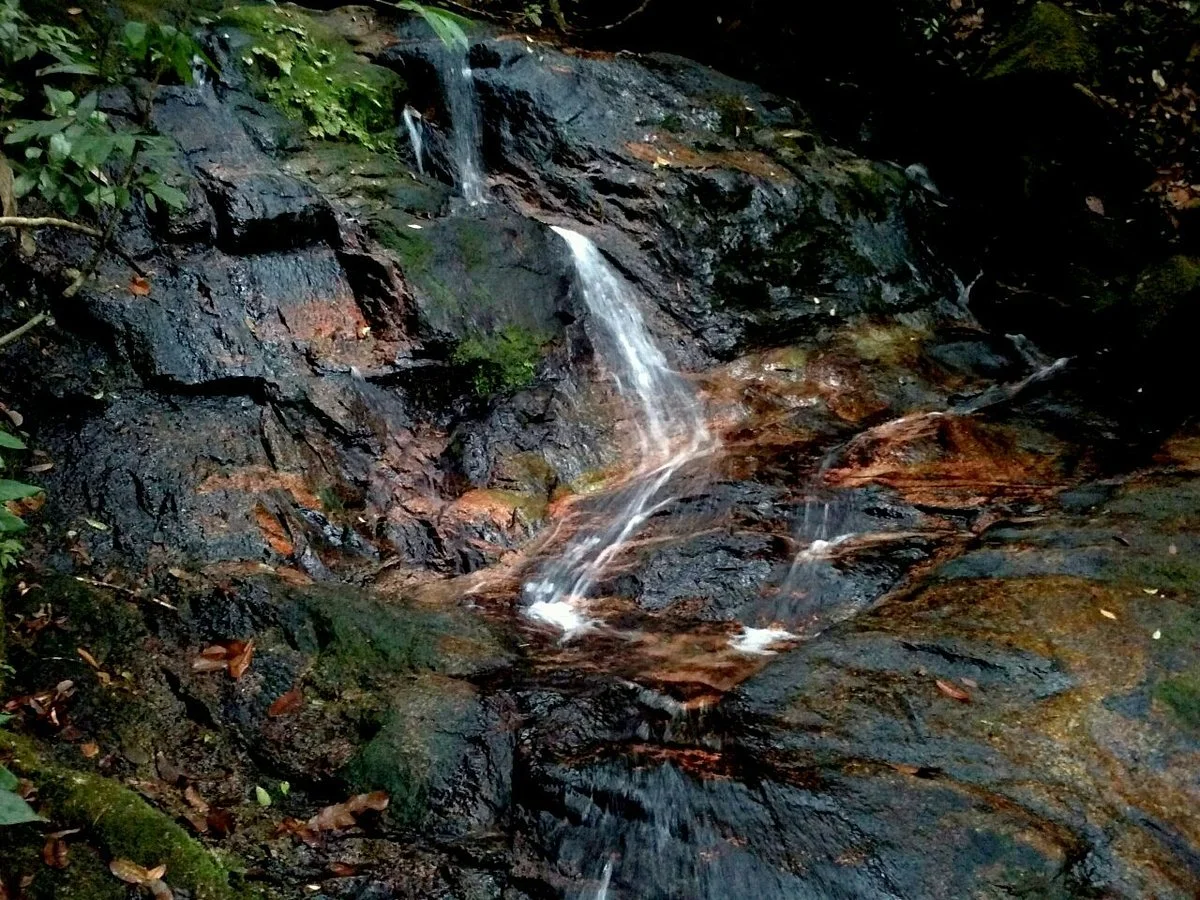 Lata Belatan Amenity Forest