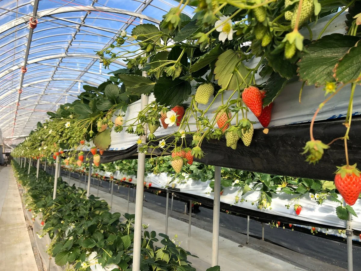 Komoro Nunobiki Strawberry Farm