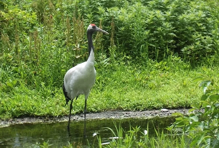 Tanchozuru Natural Park