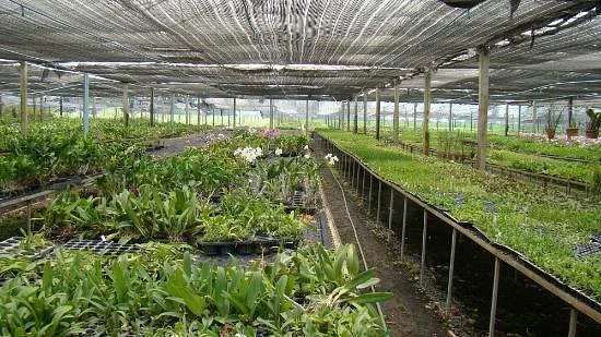 Doi Saket Orchid Farm