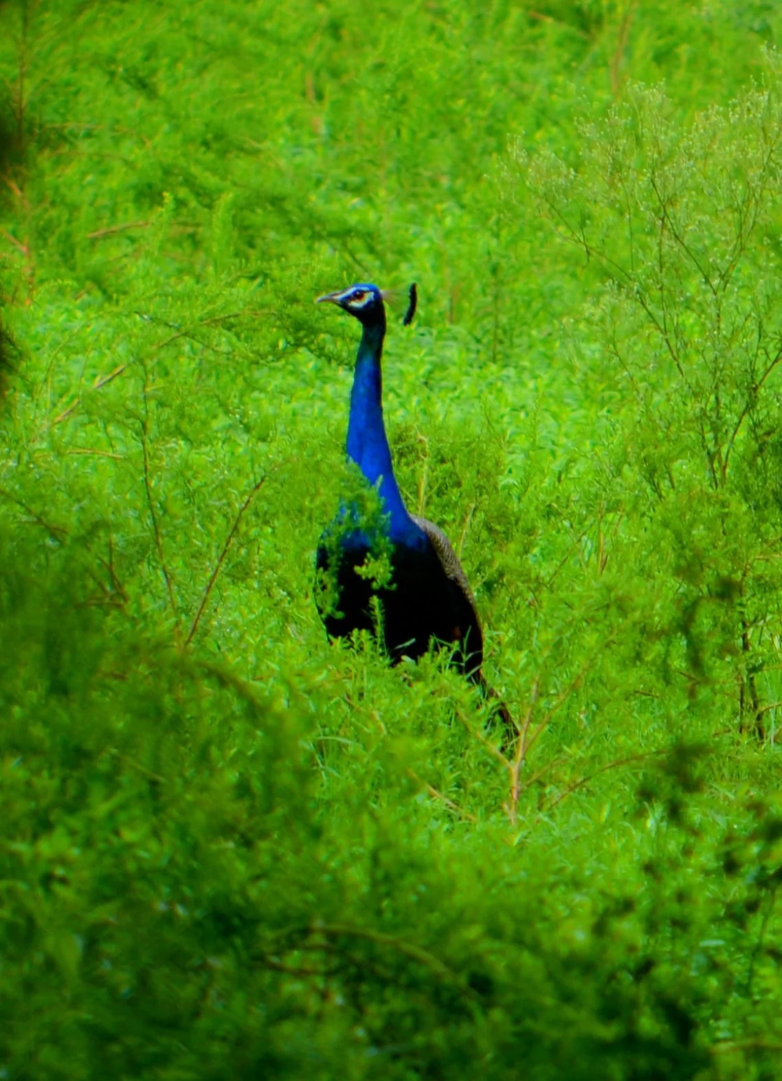 Surajpur Bird Sanctuary