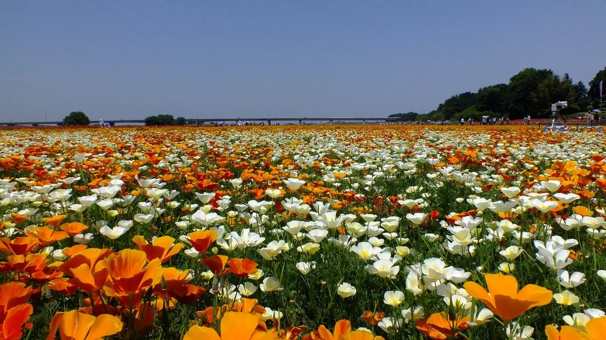 Poppy Happy Square