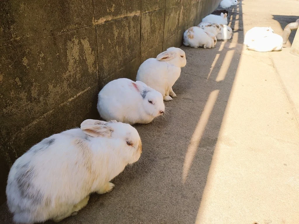 Kanoya Small Animal Zoo