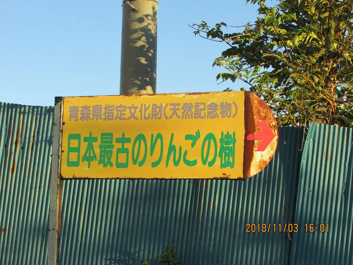 Oldest Apple Tree in Japan